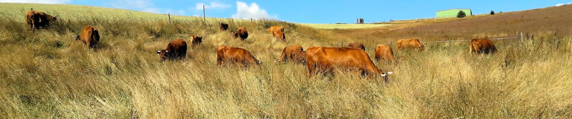 Als älteste Landrasse hat das Rotvieh viel mehr zu bieten wie manch andere.